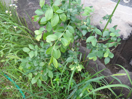 DSC03634
