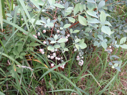 DSC03637