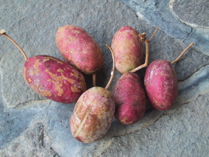 akebi6