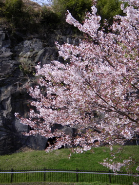 桜