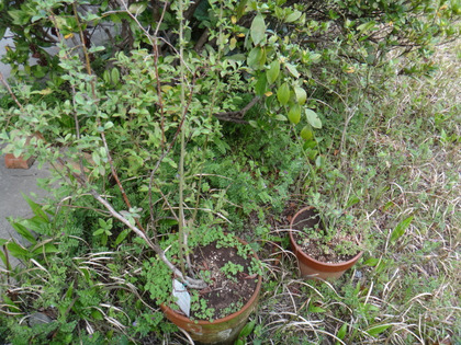 DSC03335