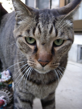 猫2