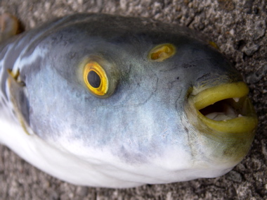 怪魚?