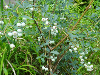 DSC03542