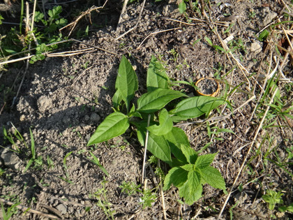 DSC03412