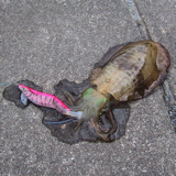 ika3