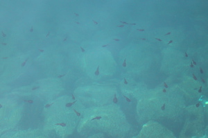 ika