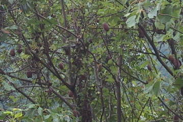 akebi3
