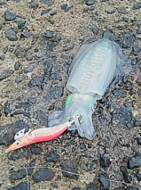 ika2