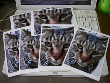 猫1