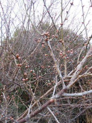 DSCN0606