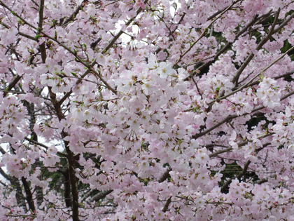 IMGP0927