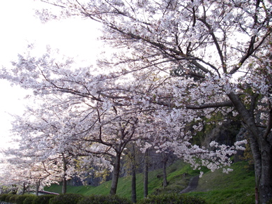 桜2