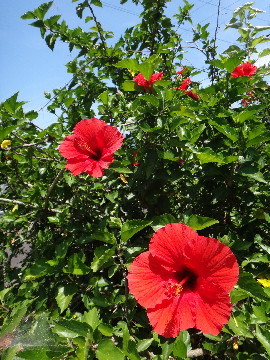 DSC02105