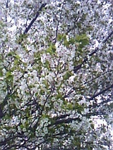 0c59ca53.jpg