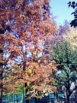 3c515082.jpg