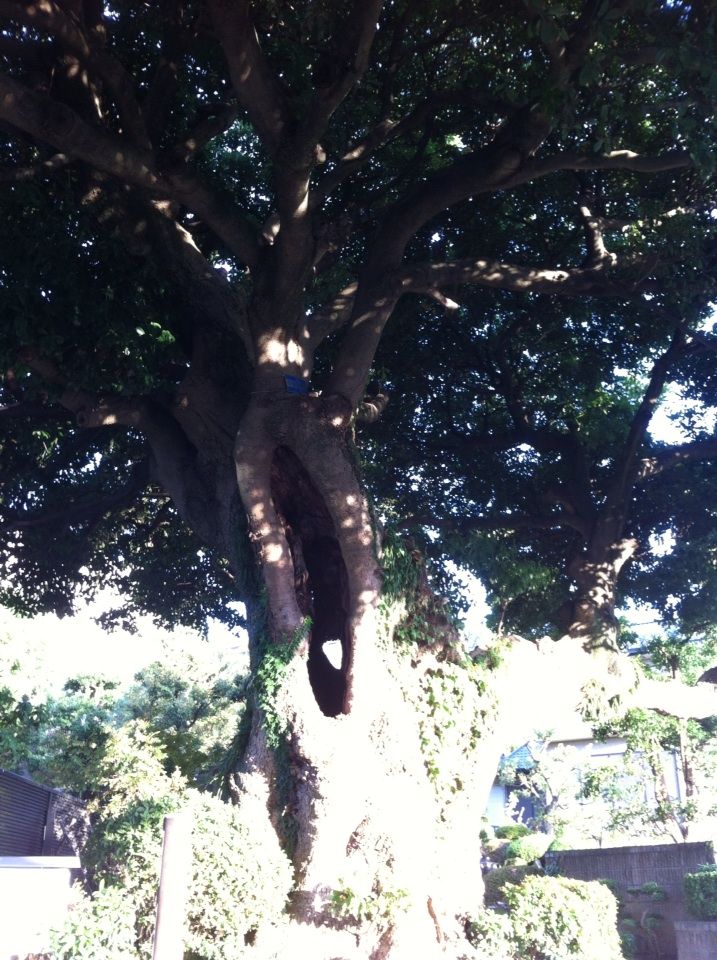 2012-09-11 06:30:35 写真1