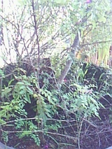520f64ae.jpg