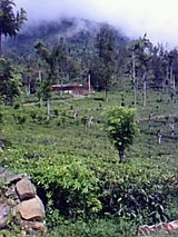 74171544.jpg