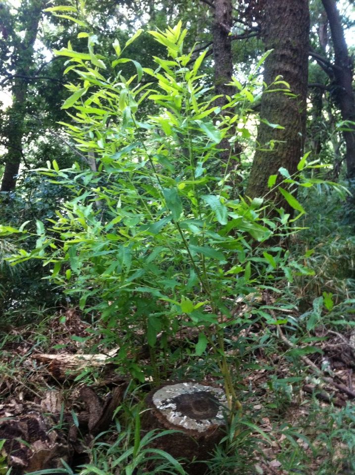 2012-09-10 04:29:19 写真1