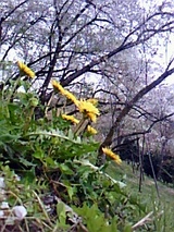 ac956958.jpg