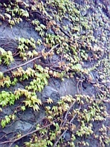 b1ba1162.jpg