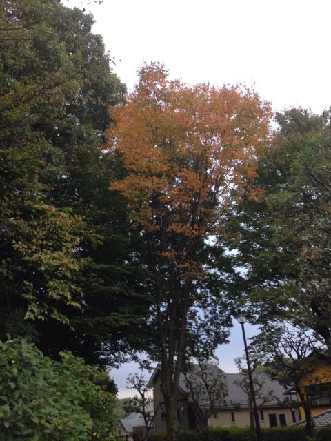 2014-11-08-07-33-40