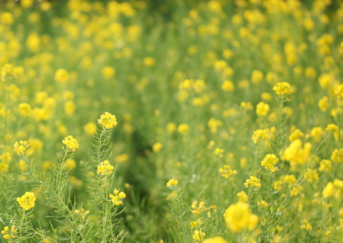 菜の花