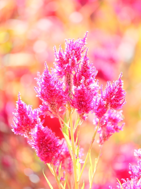 ケイトウの花