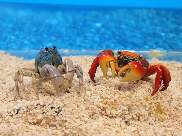 レビュー カプセルQミュージアム 「日本カニ大全」2つ : ふぃぎゅる！