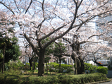 hanami