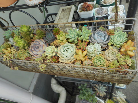 DSCN8202