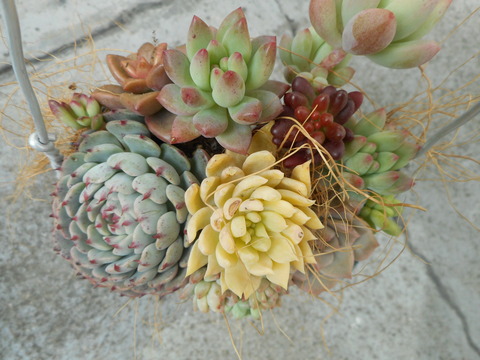 DSCN5543