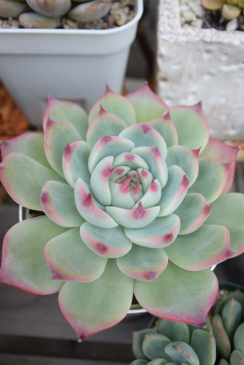 DSC_8272