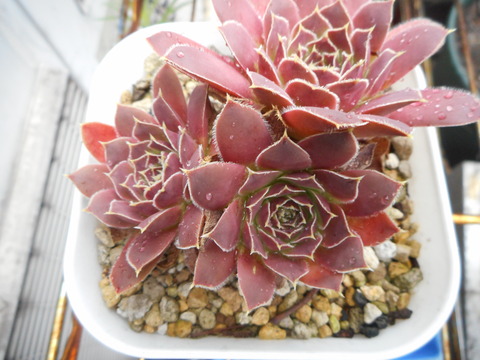 DSCN8799