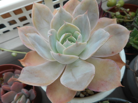 DSCN8215