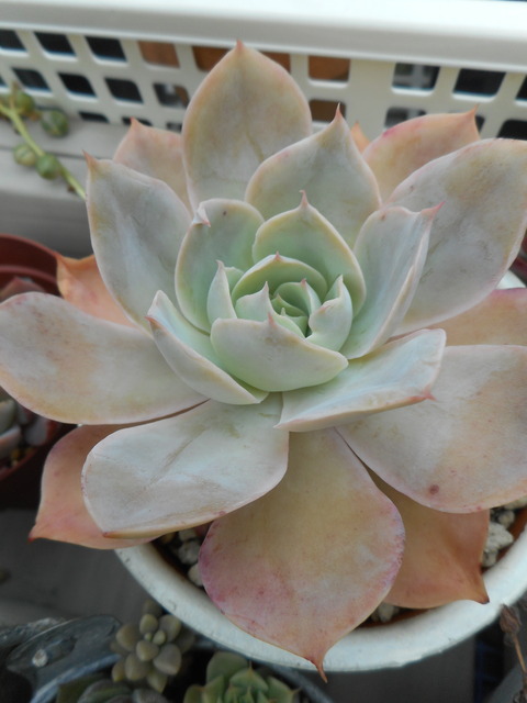 DSCN8214