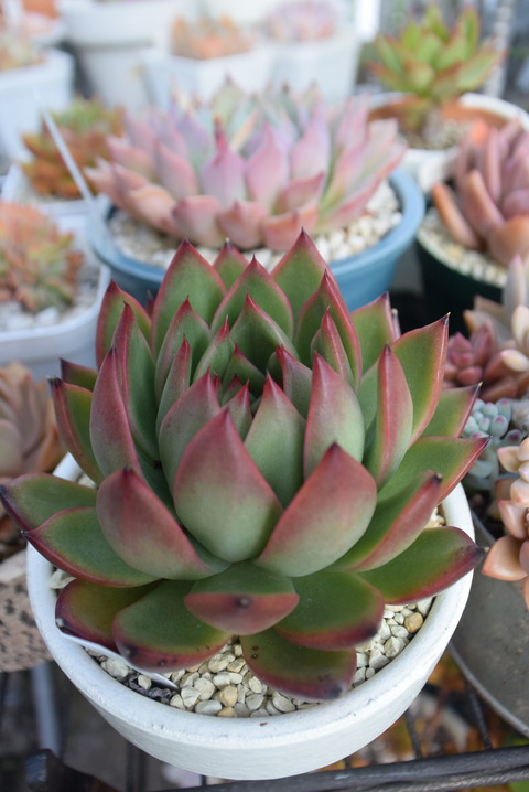 DSC_2057