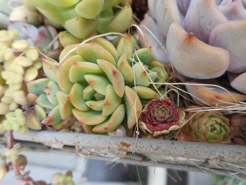 DSCN8206