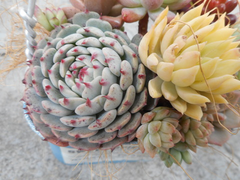 DSCN5542