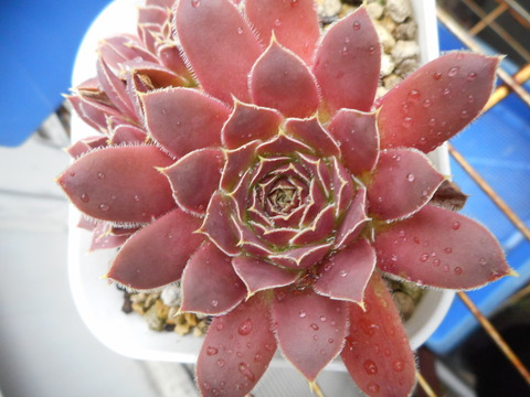 DSCN8798