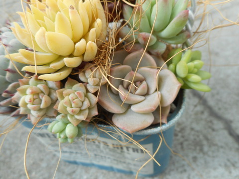 DSCN5541