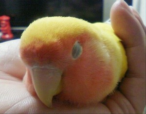コザクラそうだちゃん