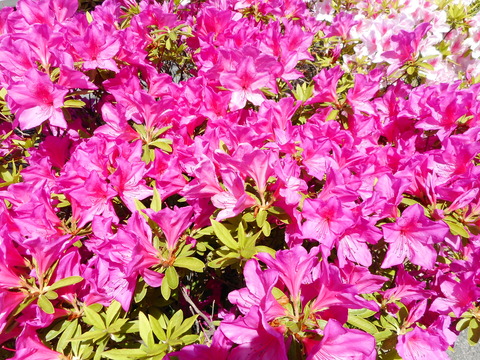 DSCN0763