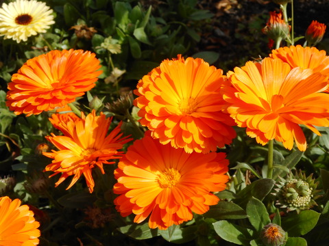 DSCN0780