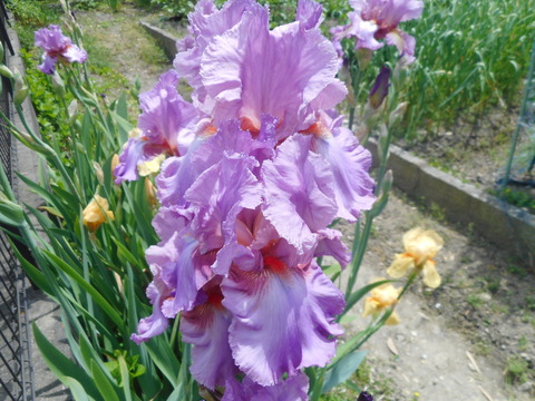 DSCN0804