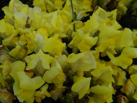DSCN0767