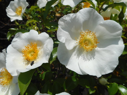 DSCN0784