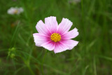 cosmos100825b