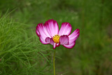 cosmos100825a